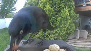common grackle