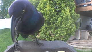 common grackle