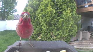 house finch