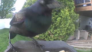 common grackle