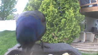 common grackle