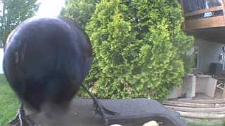 common grackle