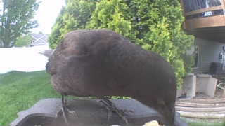 common grackle