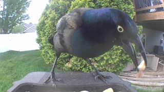 common grackle