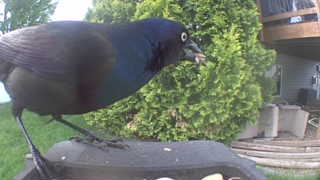 common grackle