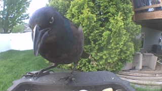 common grackle