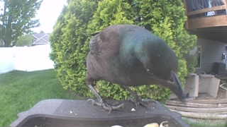common grackle