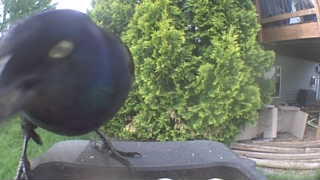 common grackle