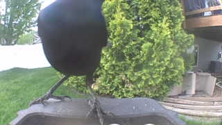 american crow