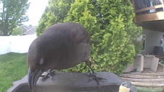 common grackle