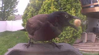 common grackle