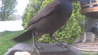 common grackle