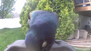 common grackle
