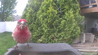 house finch