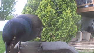 common grackle