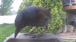 common grackle