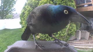 common grackle