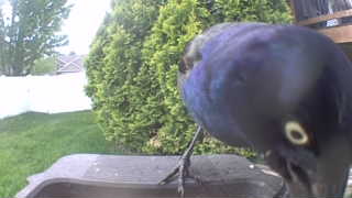 common grackle