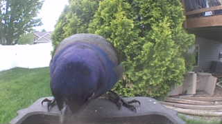 common grackle