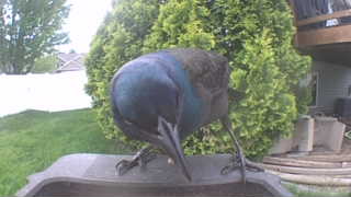 common grackle