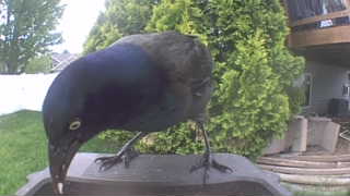 common grackle