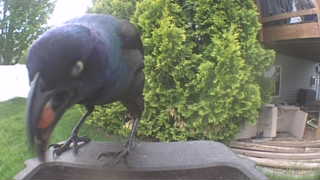 common grackle