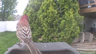 house finch