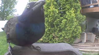common grackle