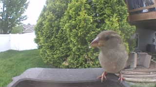 house sparrow