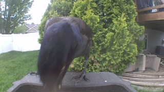 american crow