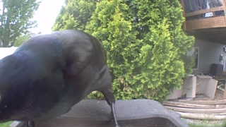 common grackle