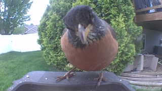 american robin