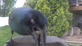common grackle