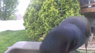 common grackle