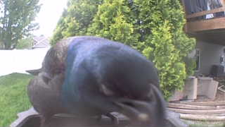 common grackle