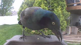 common grackle