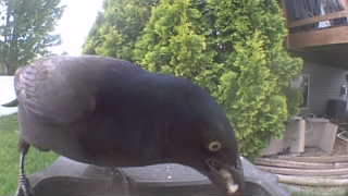 common grackle