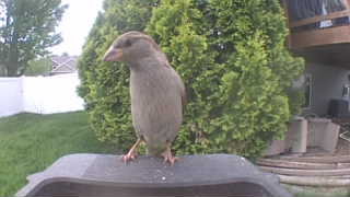 house sparrow