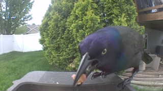 common grackle