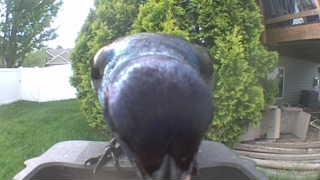 common grackle