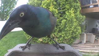 common grackle