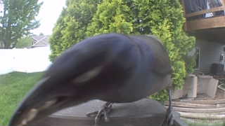 common grackle