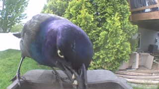 common grackle