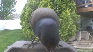 common grackle