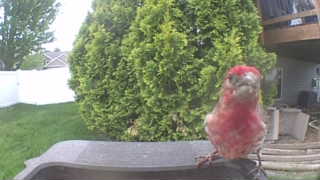 house finch