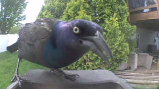 common grackle