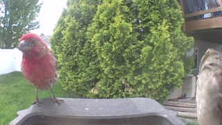 purple finch