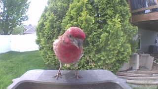 purple finch