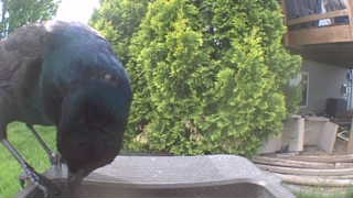 common grackle