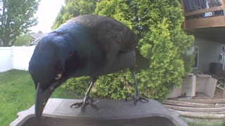 common grackle